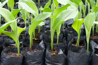 Close-up of plants growing on field