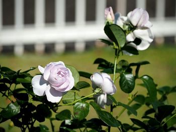 Close-up of pink rose blooming