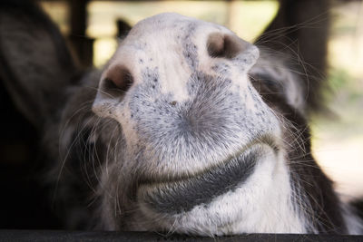 Close-up of horse outdoors