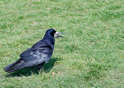 Bird perching on a field