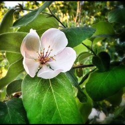 Close-up of white flowers