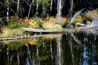 Scenic view of waterfall in forest