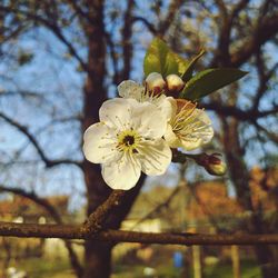 Close-up of white cherry blossom tree