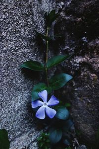 Close-up of flowers blooming outdoors