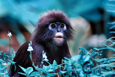 Close-up of monkey looking away