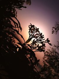 Close-up of silhouette tree against dramatic sky