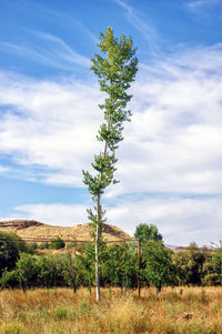 Tree on field against sky