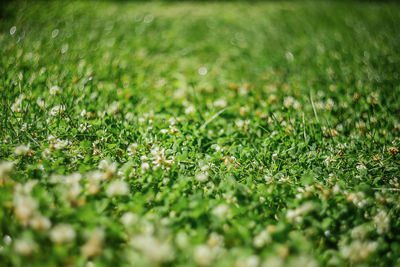 Close-up of grass on field