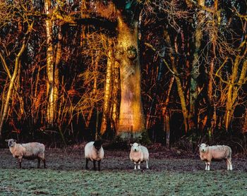 Sheep standing in a field