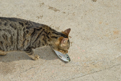 High angle view of a cat resting on sand