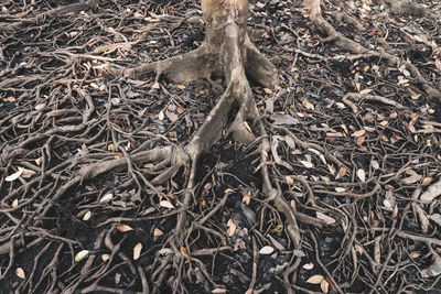 High angle view of dead tree on field