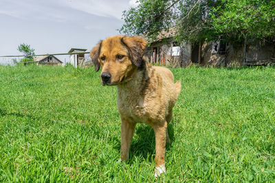 Dog standing in field