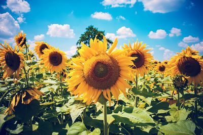 Field of sunflowers in bloom with cloud sky on sunny day