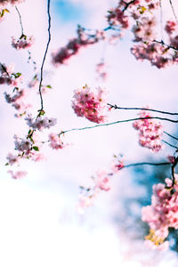 Low angle view of cherry blossoms in spring