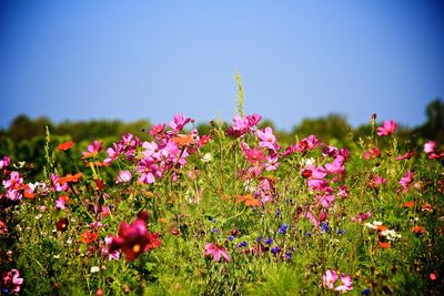 Close-up of pink flowering plants on field