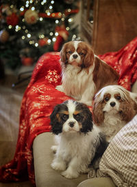 Portrait of dogs sitting on sofa during christmas