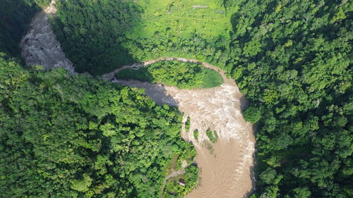 High angle view of trees in forest