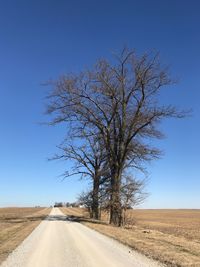 Bare tree by road against clear blue sky