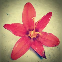 Close-up of red flower