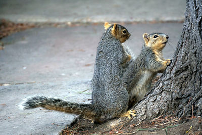 Close-up of squirrel in water