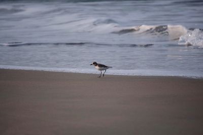 Scenic view of beach