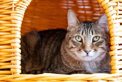 Close-up portrait of a cat