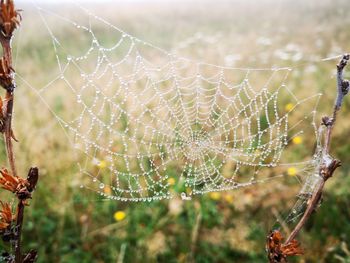 Close-up of spider on web