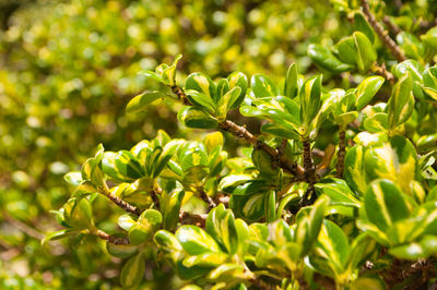 Close-up of leaves