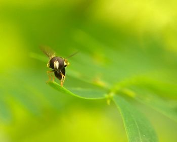 Close-up of insect on leaf