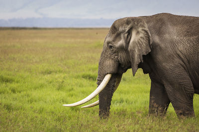 Elephant on a field