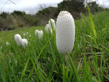 Close-up of white mushroom growing on field
