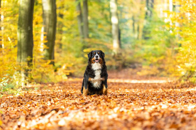 Portrait of dog sitting in forest
