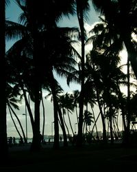 Palm trees against sky at sunset