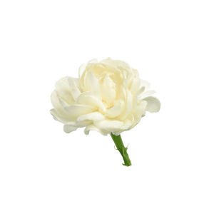 Close-up of rose against white background