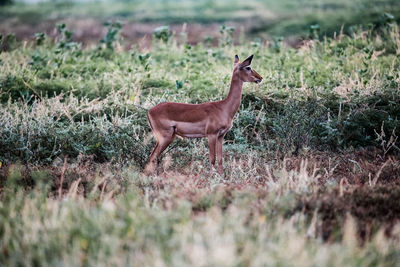 Deer standing in field