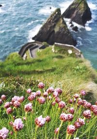 Close-up of flowering plants by sea