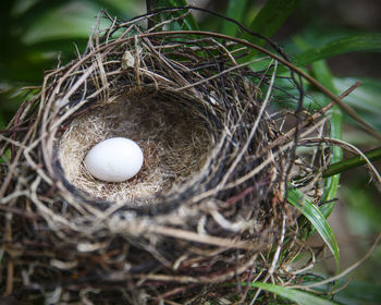 Egg in the nest