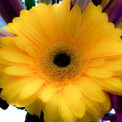 Close-up of yellow flower