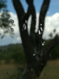 Close-up of water drops on tree against sky