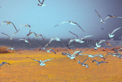 Close-up of birds flying over beach against sky