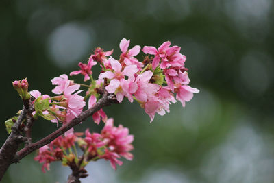 Close-up of pink cherry blossoms in spring