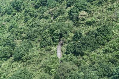 High angle view of forest