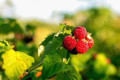 Close-up of strawberries on tree