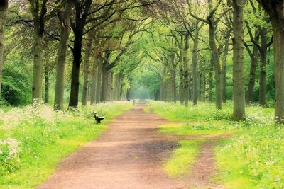 Footpath amidst trees in forest