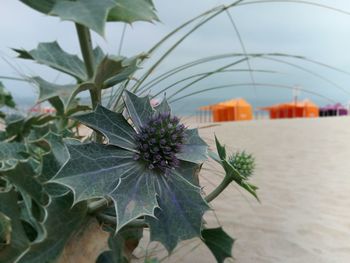 Close-up of purple flowering plant