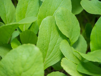 Full frame shot of leaves