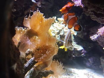 Close-up of coral underwater