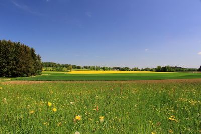 Scenic view of field against clear sky