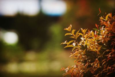 Close-up of plant