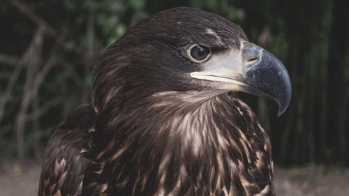 Close-up of a bird looking away